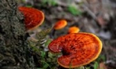 灵芝草