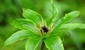 七叶一枝花（重楼）