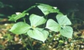 延龄草