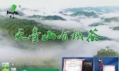 天台山有机茶
