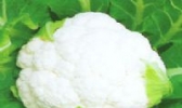 京山白花菜