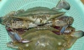 沙洋长湖河蟹
