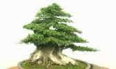 京山对节白蜡