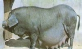阳新猪