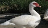 阳新番鸭