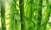 阳新把竹