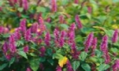 铜草花