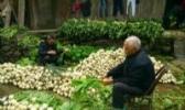 来凤大头菜