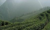 瀑泉茶