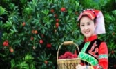 来凤杨梅