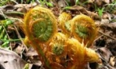 高级野生食用菜——薇菜