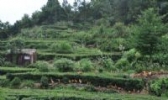英山茶乡鸡