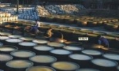 浠水糯米封缸酒