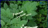 红安珍珠花菜