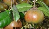 麻城茶油