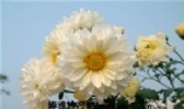 麻城福白菊