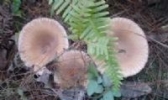 黄丝菌