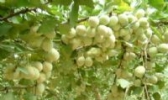 小悟银杏