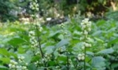 小悟珍珠菜