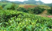 孝感龙剑茶