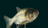 野猪湖胖头鱼