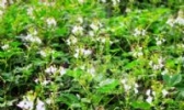 安陆白花菜