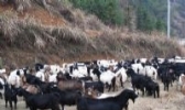 通山乌骨山羊