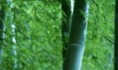 赤壁竹