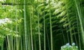 楠竹