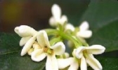 咸安桂花
