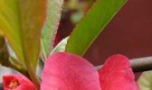 苗木花卉