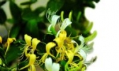 柏树湾金银花