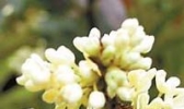 咸宁桂花
