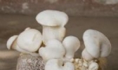 广水白灵菇