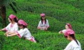 随州茶叶