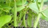 九节鞭菜豆