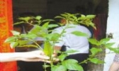 百花菜