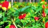 伏龙山七叶一枝花