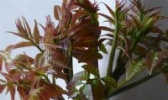 十堰山野菜