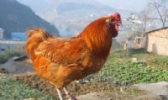 郧阳大鸡