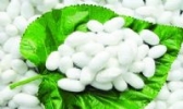 郧阳桑蚕茧