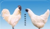 郧阳白羽乌鸡