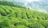 竹溪茶叶