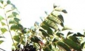 大木漆