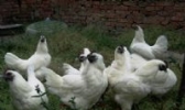 郧阳乌鸡