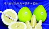 松滋蜜柚