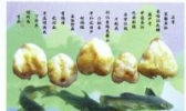 笔架鱼肚