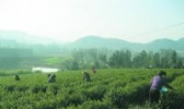 沼山茶叶