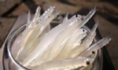 沼山银鱼