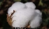 临江棉花